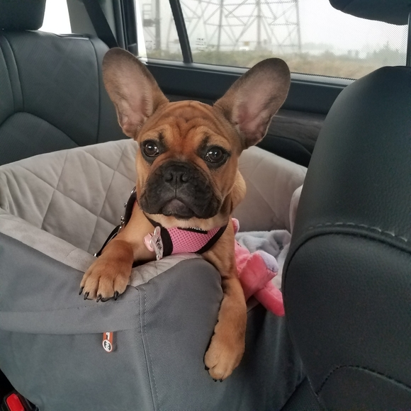 Meet your Posher, Teresa - Picture 4 of 6